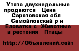 Утята двухнедельные продаются › Цена ­ 120 - Саратовская обл., Самойловский р-н, Еловатка с. Животные и растения » Птицы   